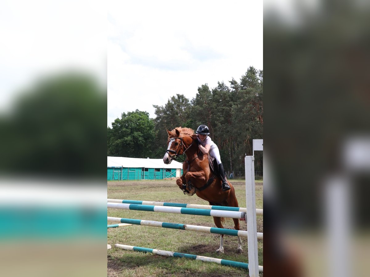 Deutsches Reitpony Wallach 6 Jahre 148 cm Fuchs in Brandenburg an der Havel