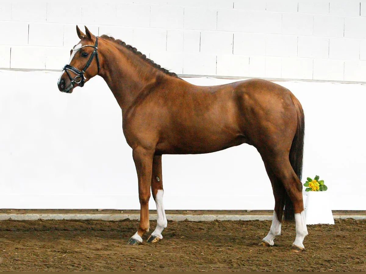 Deutsches Reitpony Wallach 6 Jahre 148 cm Fuchs in Süderlügum