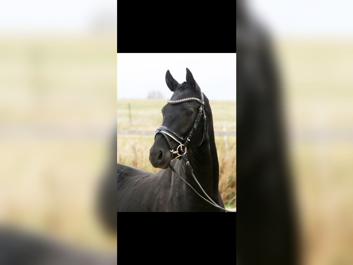 Deutsches Reitpony Wallach 6 Jahre 148 cm Rappe in Erbach