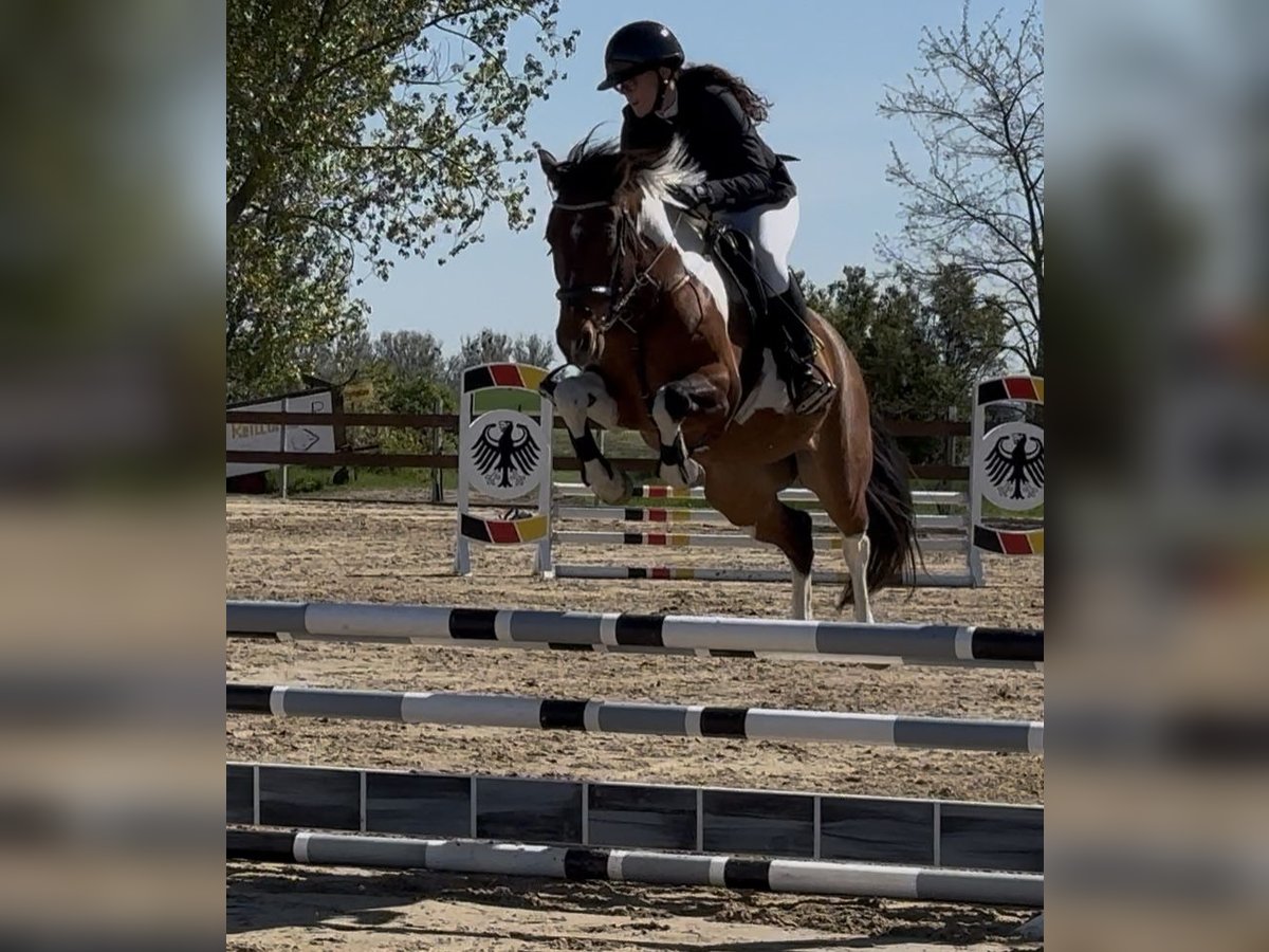 Deutsches Reitpony Wallach 6 Jahre 148 cm Schecke in Schwedt/Oder