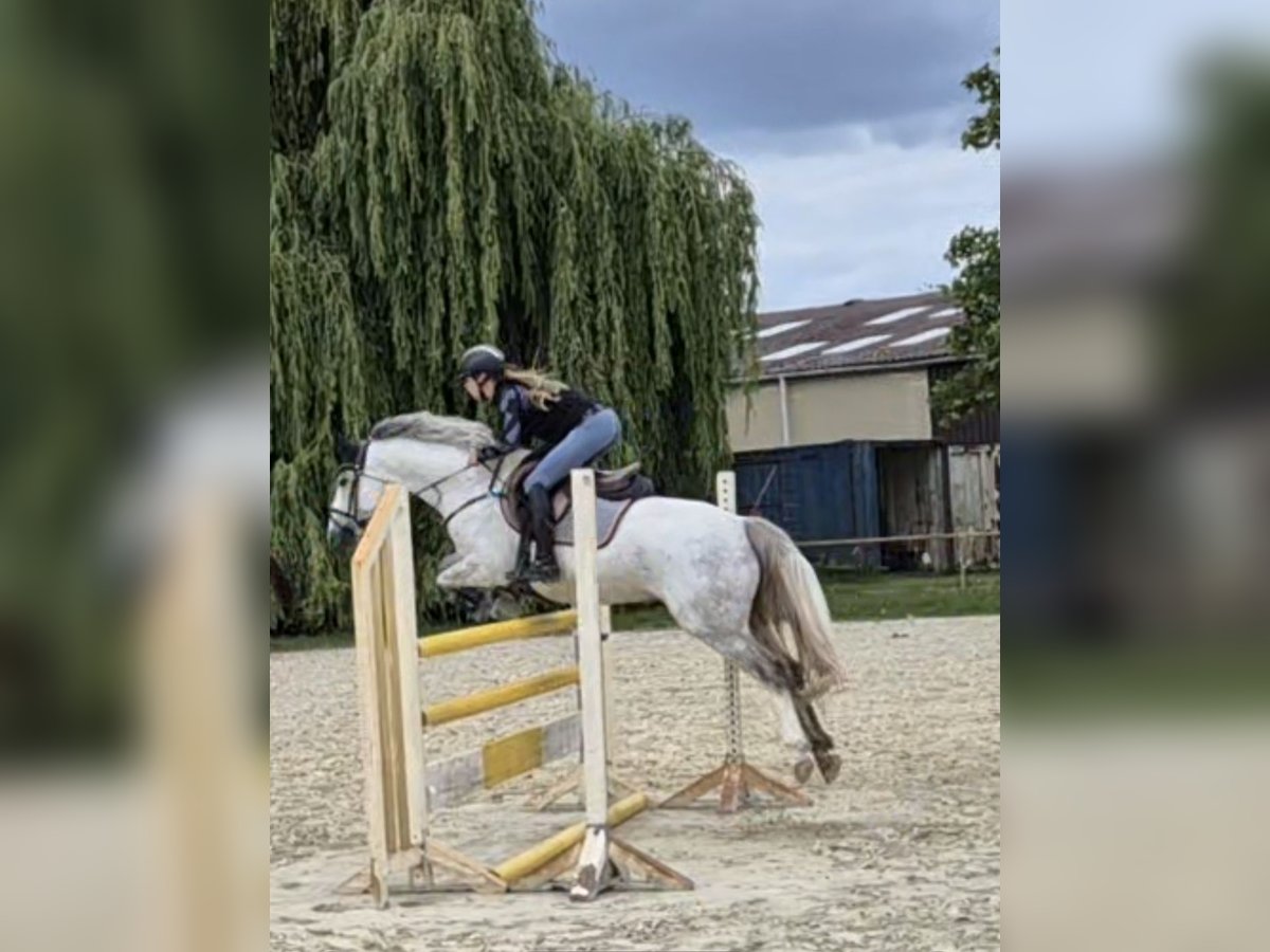 Deutsches Reitpony Wallach 6 Jahre 148 cm Schimmel in Trebur Deutsches Reitpony Wallach 6 Jahre 148 cm Schimmel in Trebur