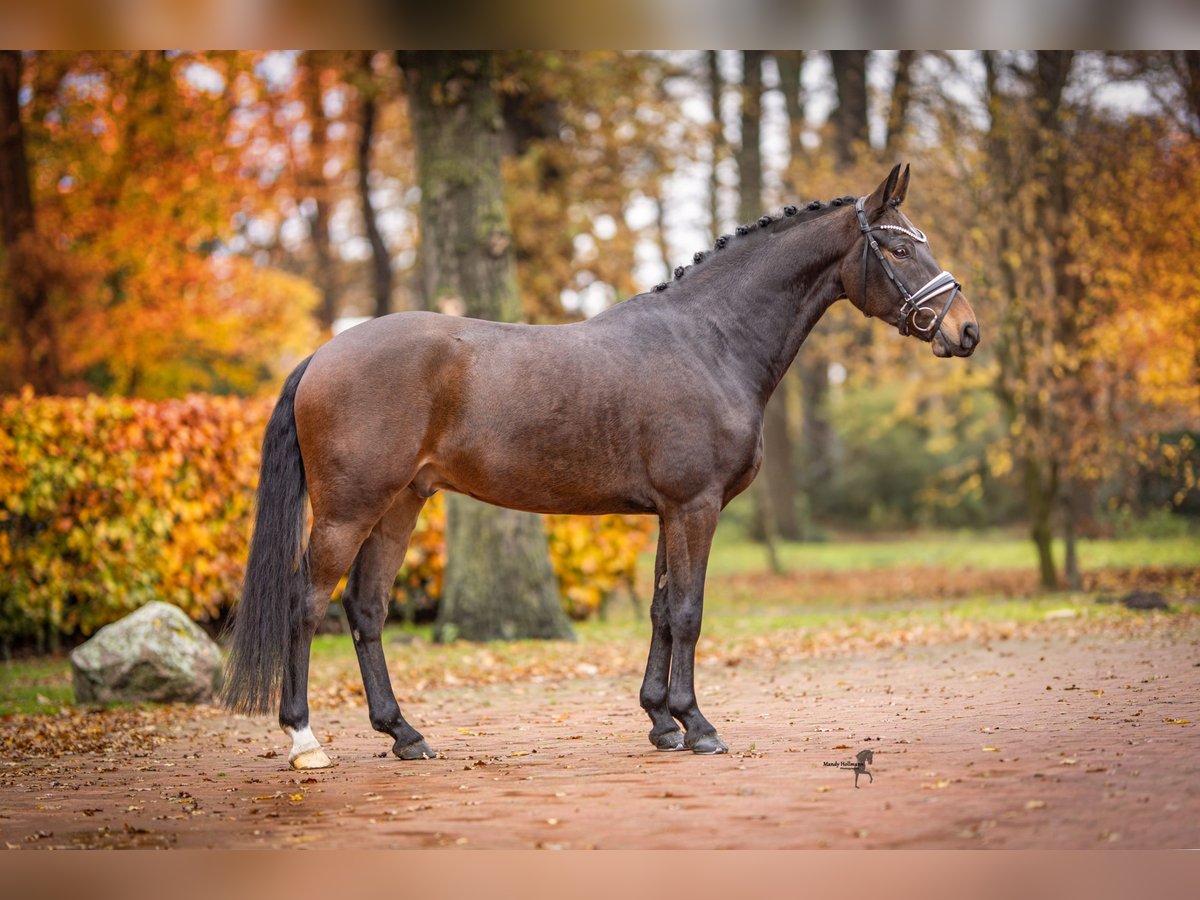 Deutsches Reitpony Wallach 6 Jahre 148 cm Schwarzbrauner in Essen (Oldenburg)