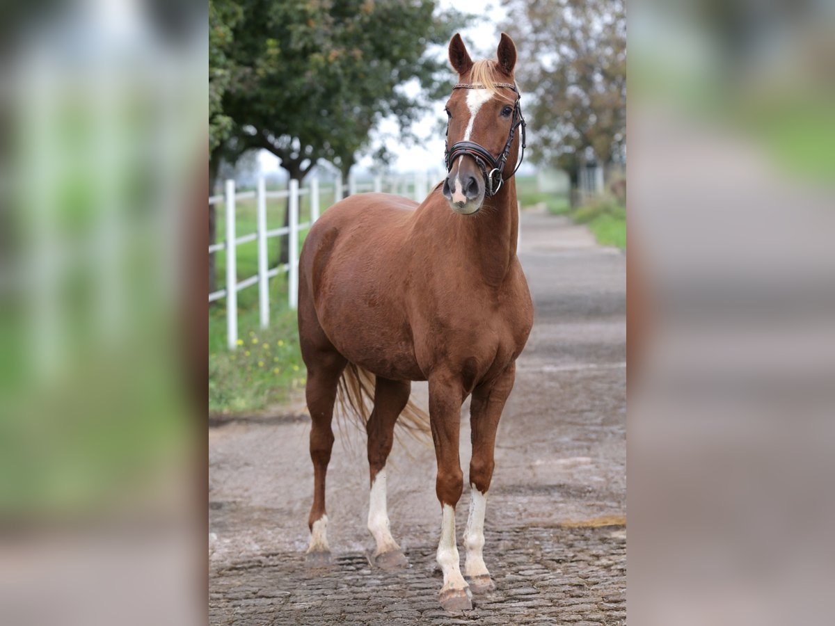 Deutsches Reitpony Wallach 6 Jahre 150 cm Fuchs in Hochdorf-Assenheim