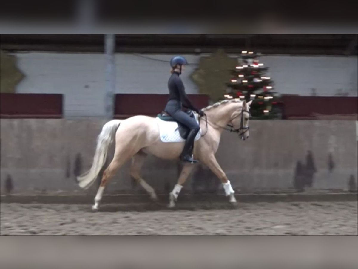 Deutsches Reitpony Wallach 6 Jahre 152 cm Palomino in Süderlügum