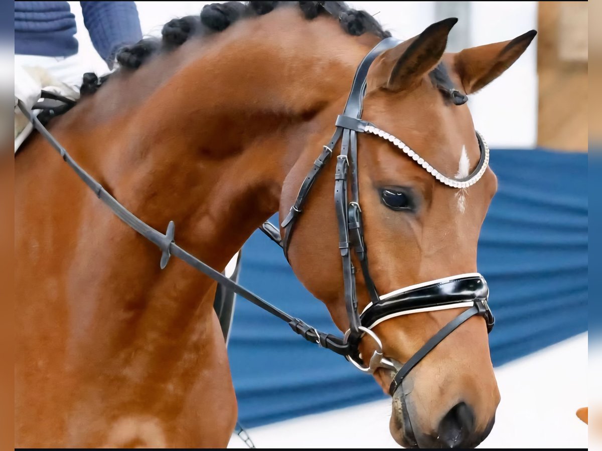 Deutsches Reitpony Wallach 6 Jahre 153 cm Brauner in Bekdorf