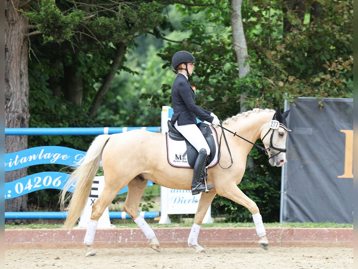Deutsches Reitpony Wallach 6 Jahre 153 cm Palomino in Stuhr