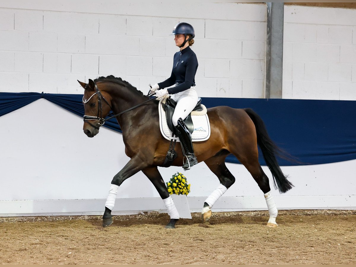 Deutsches Reitpony Wallach 6 Jahre 154 cm Schwarzbrauner in Marsberg