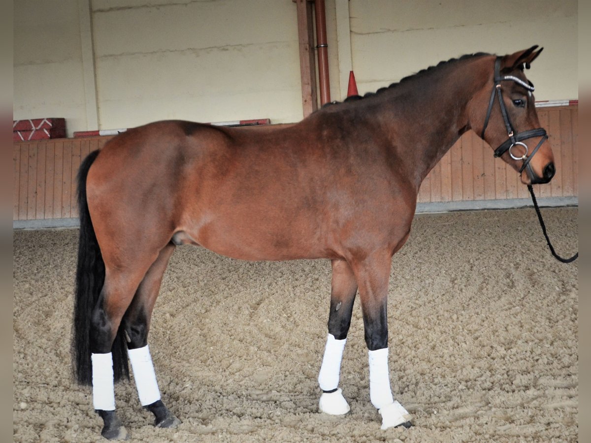 Deutsches Reitpony Wallach 6 Jahre 155 cm Brauner in Duderstadt