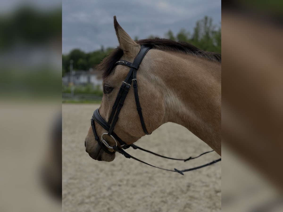 Deutsches Reitpony Wallach 6 Jahre 156 cm Falbe in Schlei&#xDF;heim