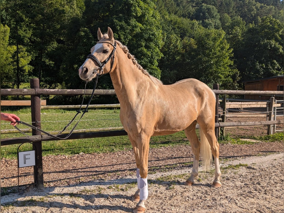 Deutsches Reitpony Wallach 6 Jahre 158 cm Palomino in Saarbr&#xFC;cken