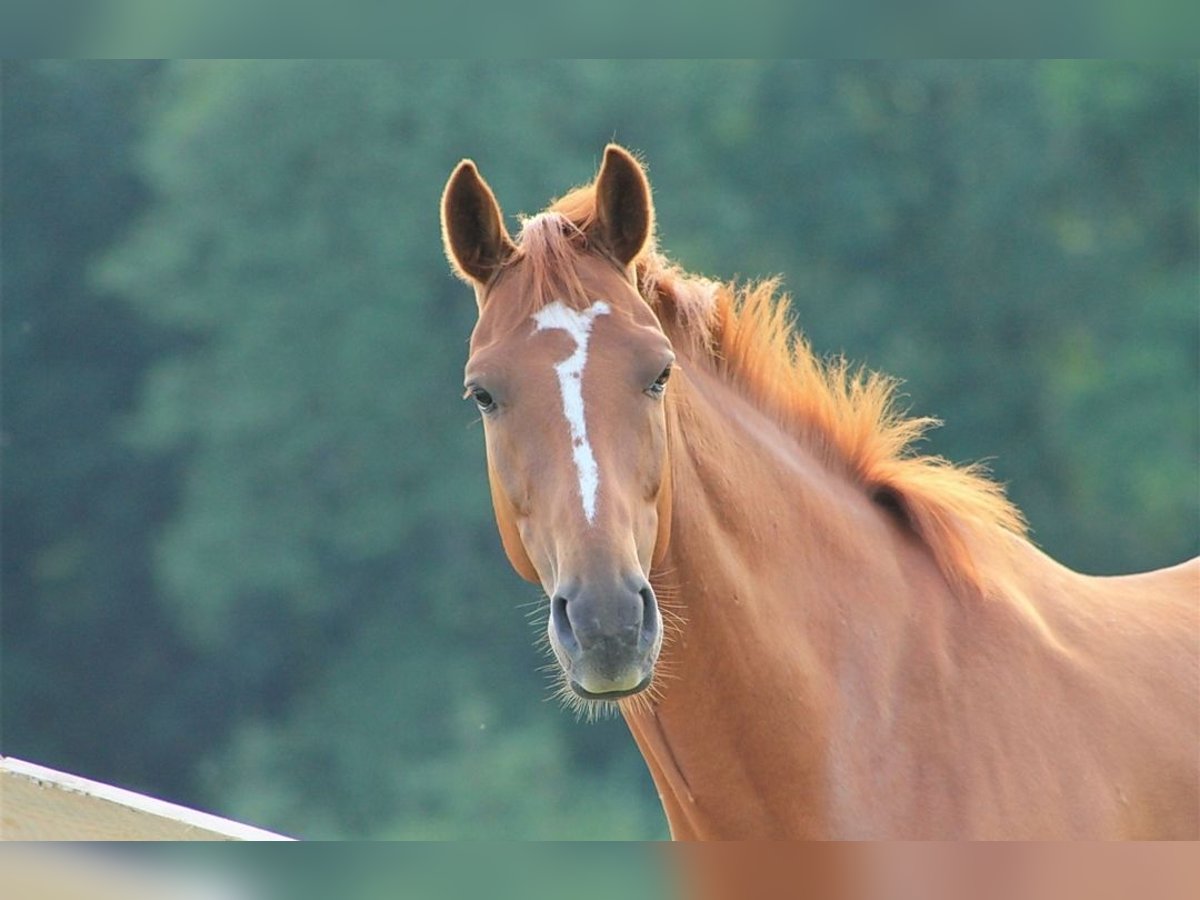 Deutsches Reitpony Wallach 6 Jahre 163 cm Fuchs in Morsbach Deutsches Reitpony Wallach 6 Jahre 163 cm Fuchs in Morsbach