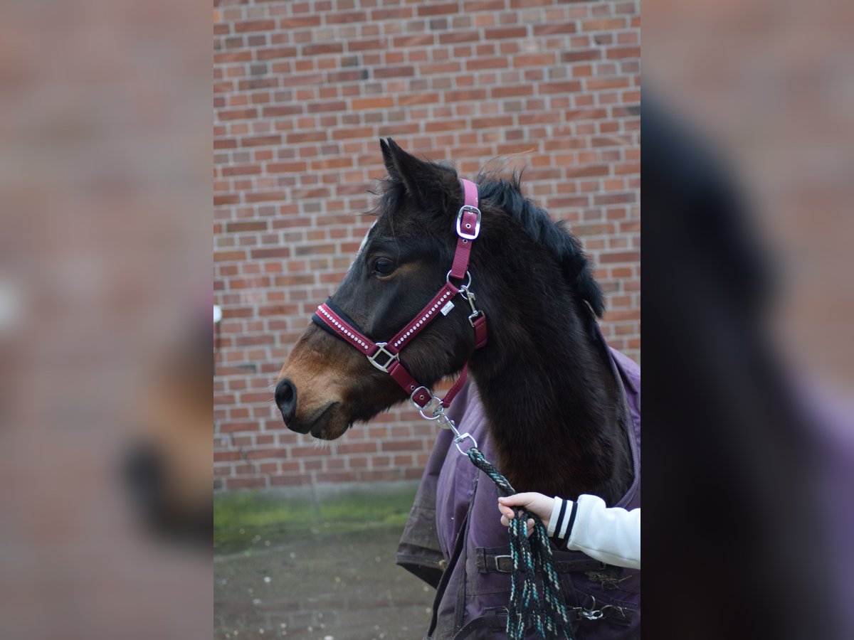 Deutsches Reitpony Mix Wallach 7 Jahre 136 cm Brauner in Goch