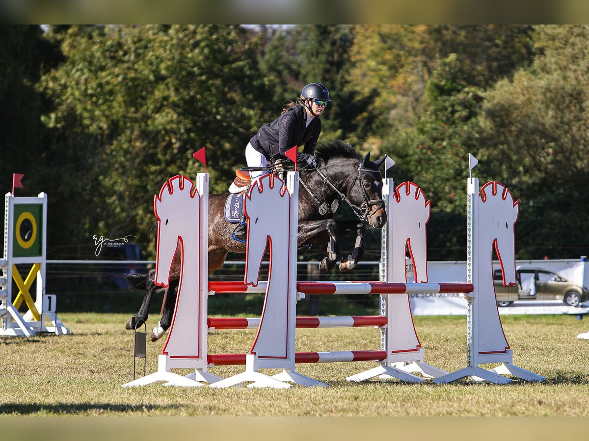 Deutsches Reitpony Wallach 7 Jahre 137 cm Dunkelbrauner in Pritzwalk