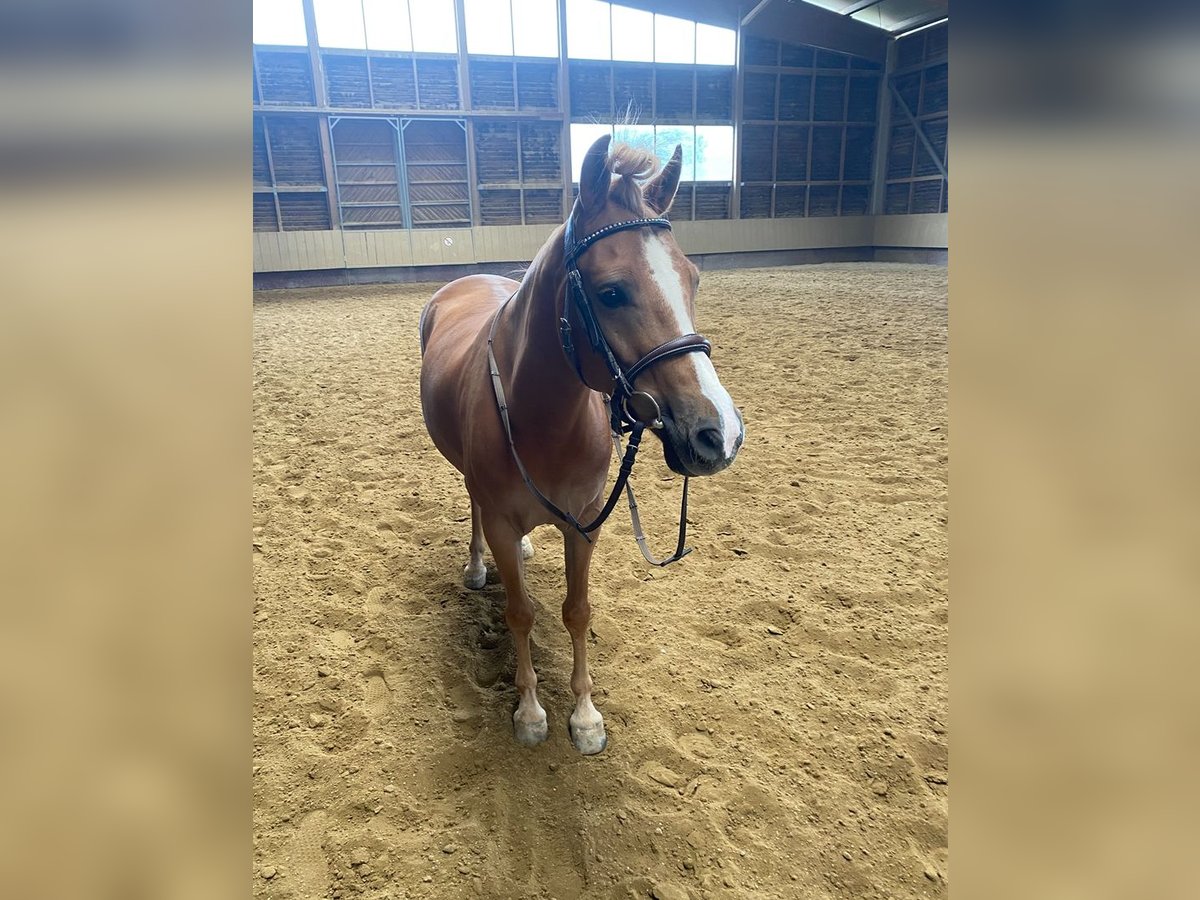 Deutsches Reitpony Wallach 7 Jahre 138 cm Fuchs in Laterns