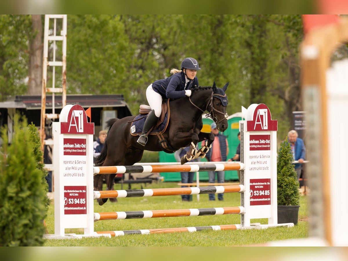 Deutsches Reitpony Wallach 7 Jahre 140 cm Rappe in Jena