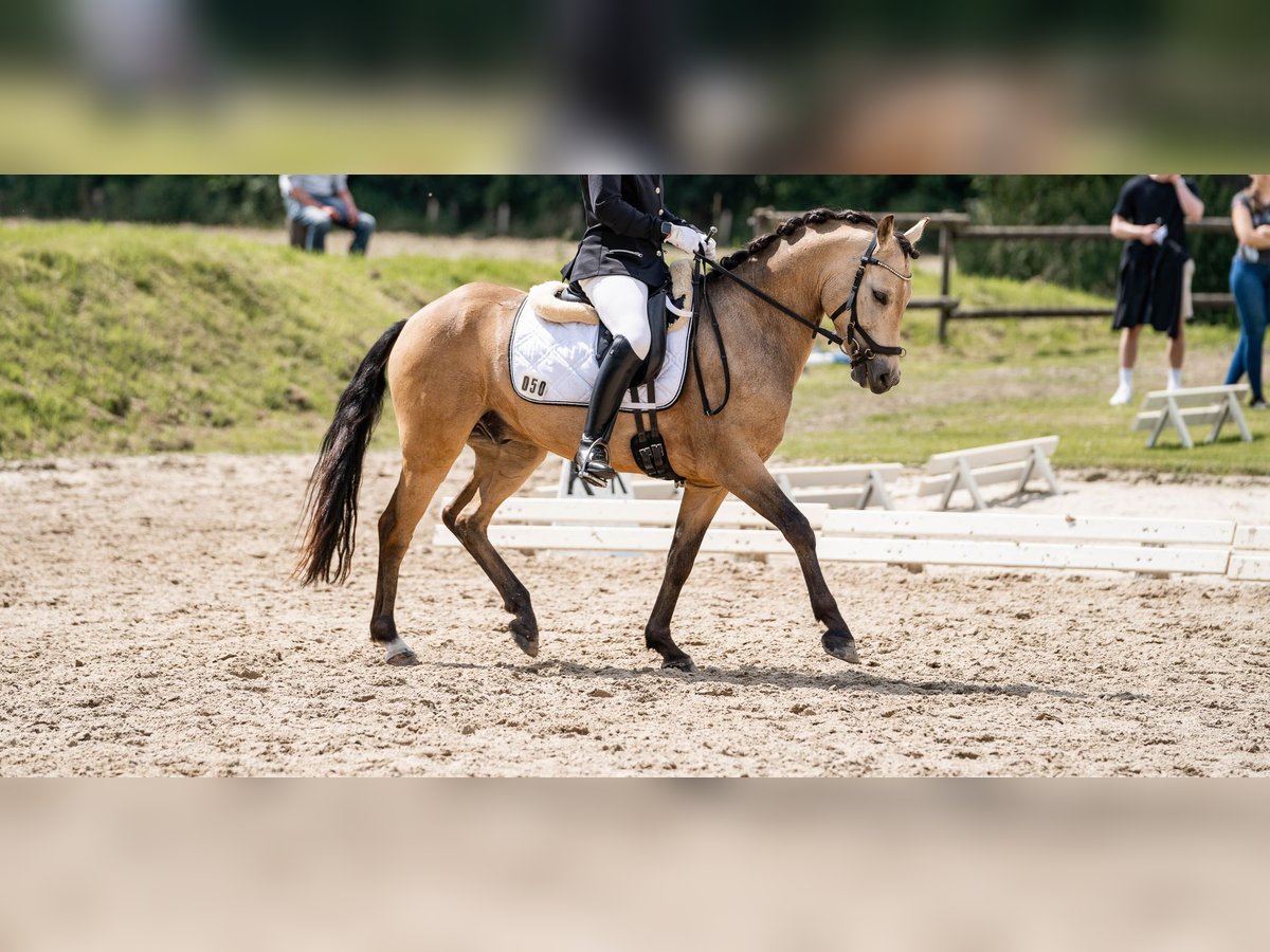 Deutsches Reitpony Wallach 7 Jahre 143 cm Falbe in Krefeld
