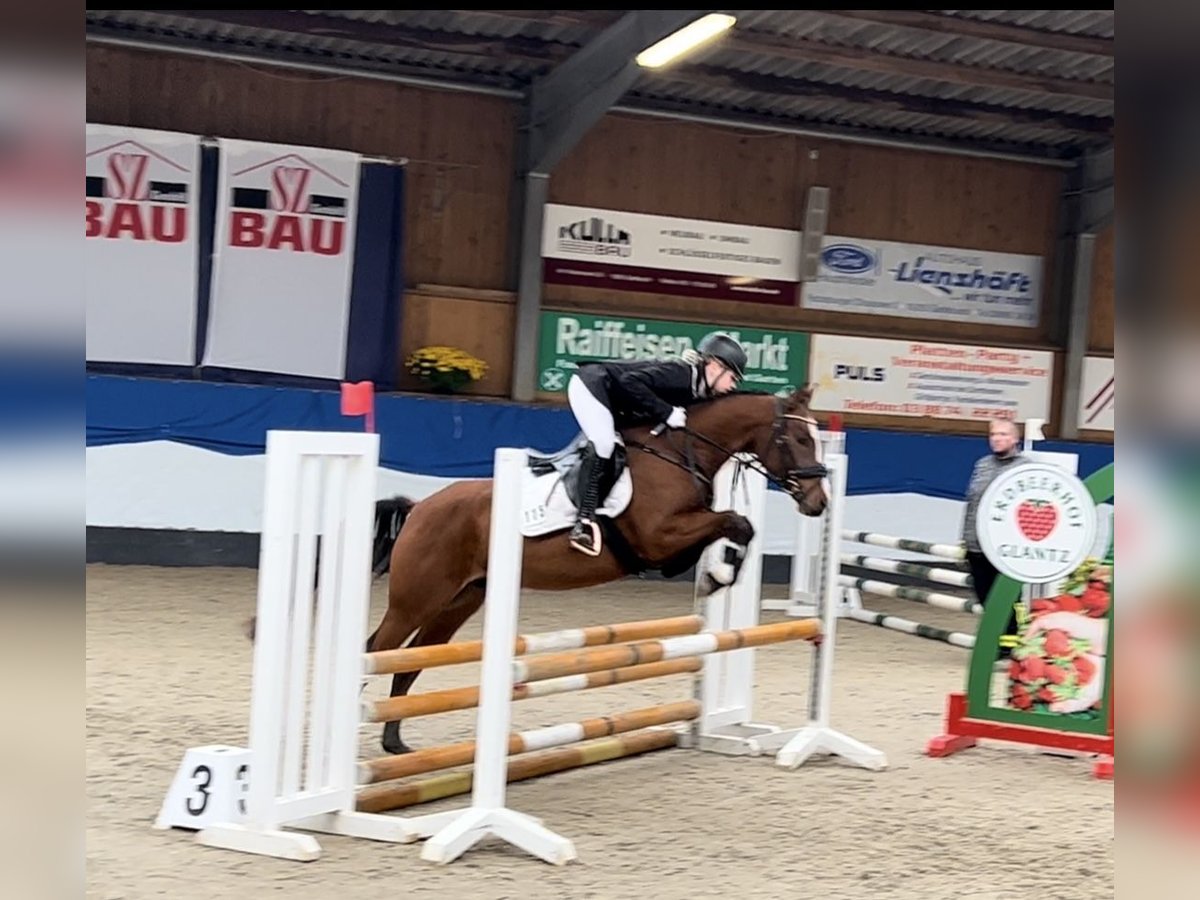Deutsches Reitpony Wallach 7 Jahre 144 cm Brauner in Ollndorf