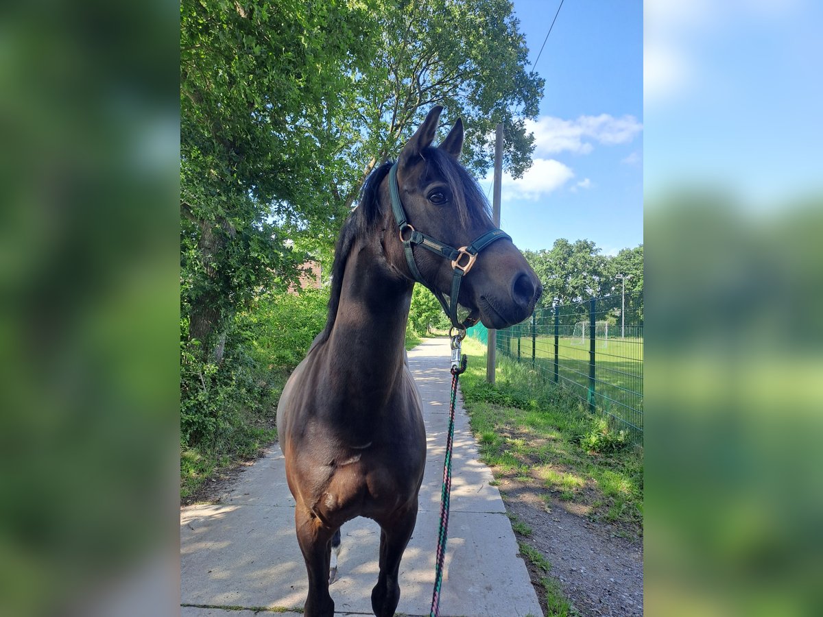 Deutsches Reitpony Mix Wallach 7 Jahre 144 cm Dunkelbrauner in Moormerland