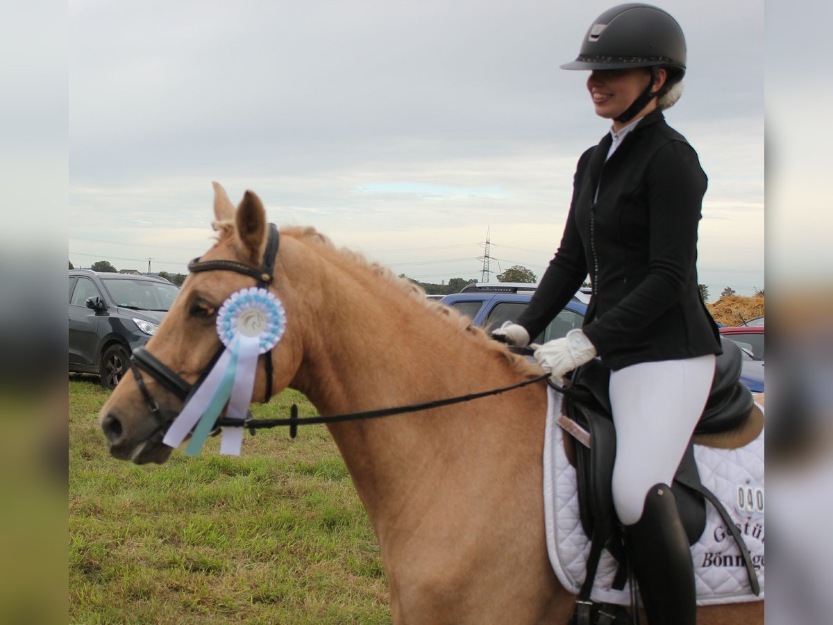 Deutsches Reitpony Wallach 7 Jahre 144 cm Palomino in T&#xF6;nisvorst