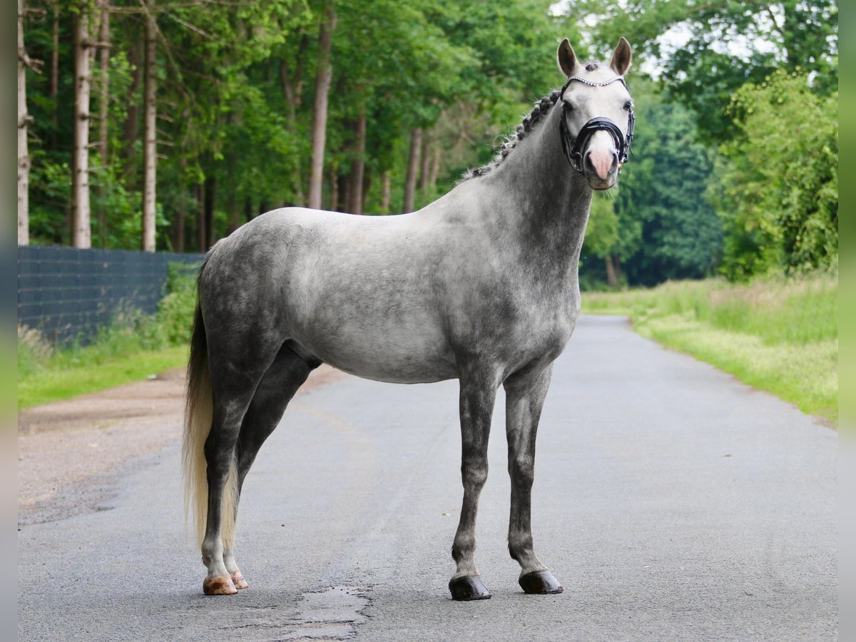 Deutsches Reitpony Wallach 7 Jahre 145 cm Apfelschimmel in Ibbenb&#xFC;renIbbenb&#xFC;ren