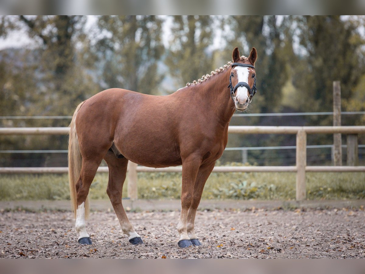 Deutsches Reitpony Wallach 7 Jahre 145 cm Fuchs in Steinbrunn-le-bas