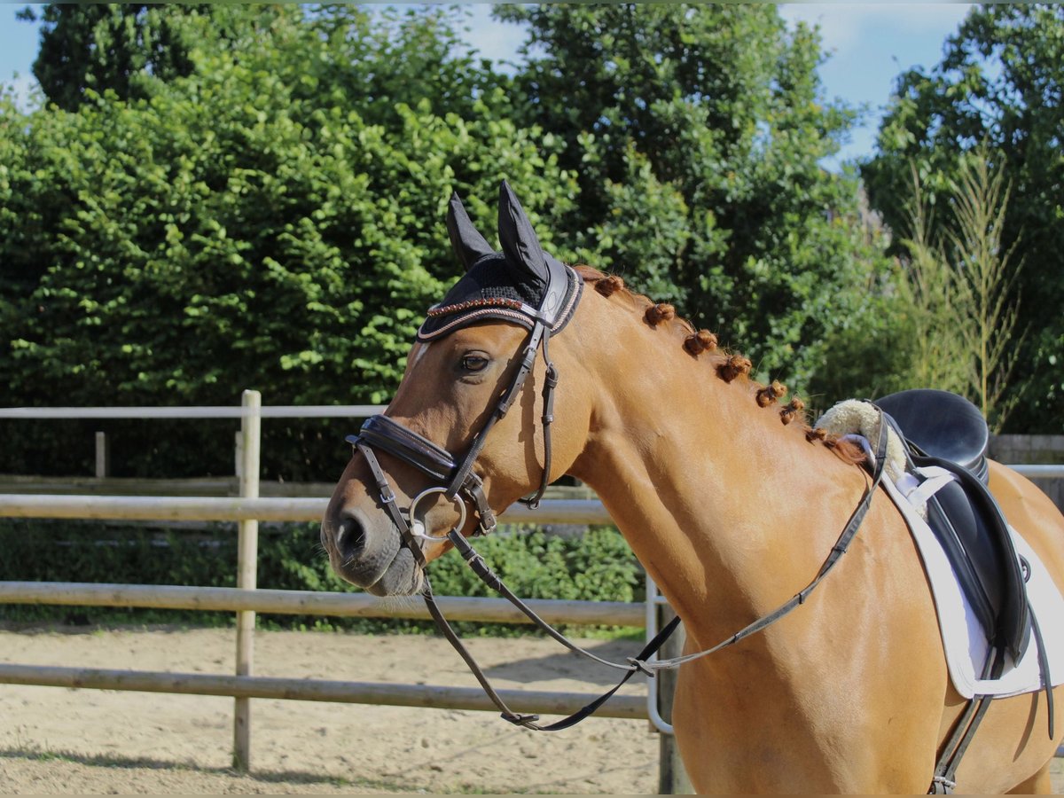 Deutsches Reitpony Wallach 7 Jahre 145 cm Red Dun in Schenefeld