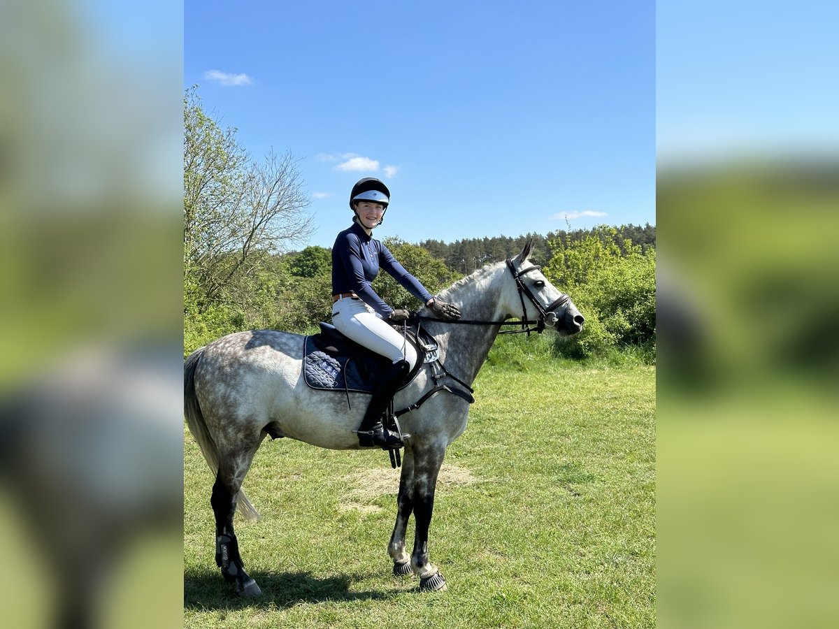 Deutsches Reitpony Wallach 7 Jahre 146 cm Schimmel in Hoffeld