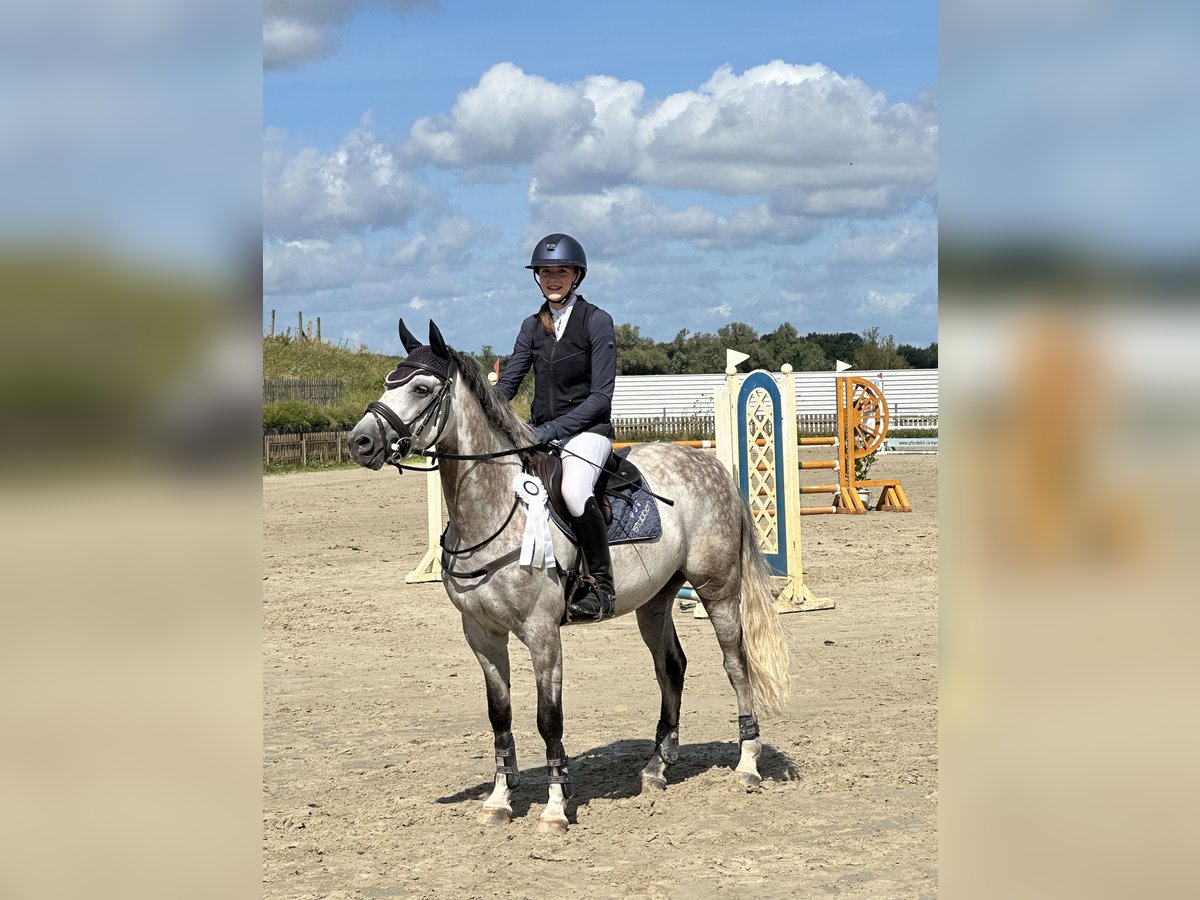 Deutsches Reitpony Wallach 7 Jahre 146 cm Schimmel in Hoffeld