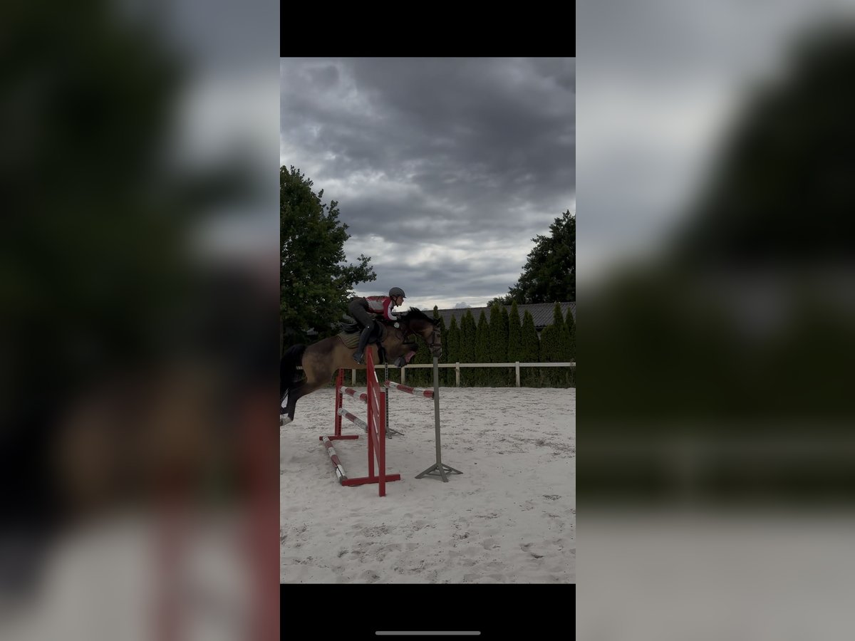 Deutsches Reitpony Wallach 7 Jahre 147 cm Buckskin in Kolkwitz