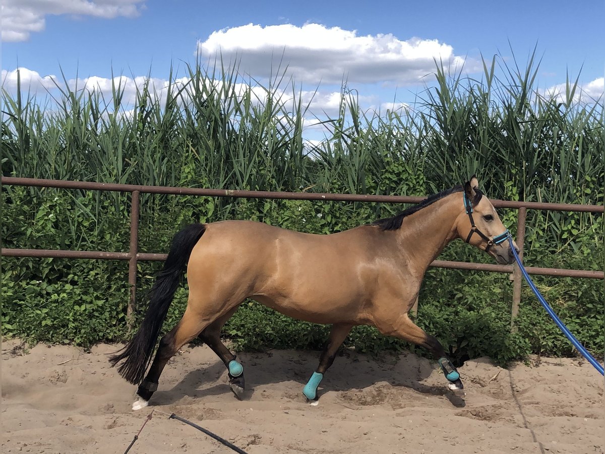 Deutsches Reitpony Wallach 7 Jahre 147 cm Buckskin in M&#xFC;den (Aller)