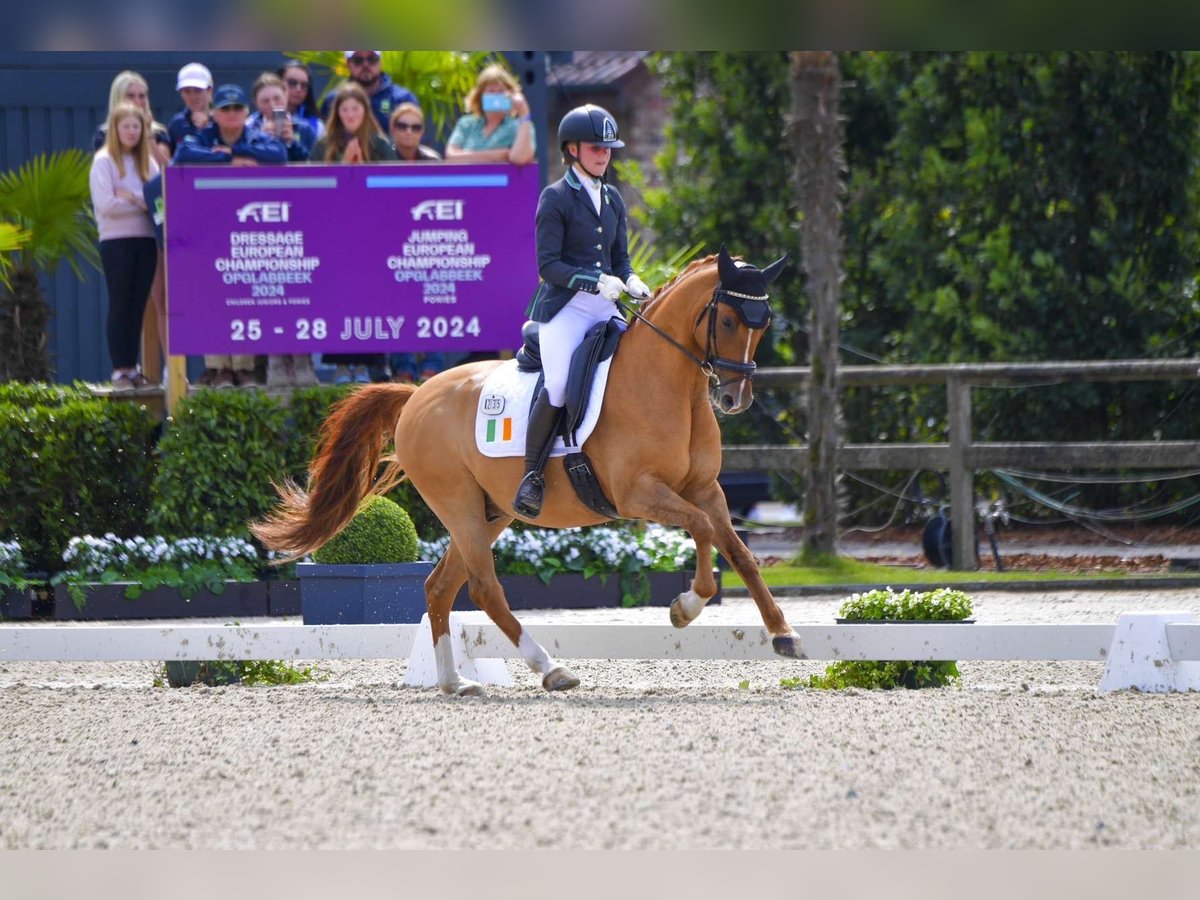 Deutsches Reitpony Wallach 7 Jahre 147 cm Dunkelfuchs in Galway