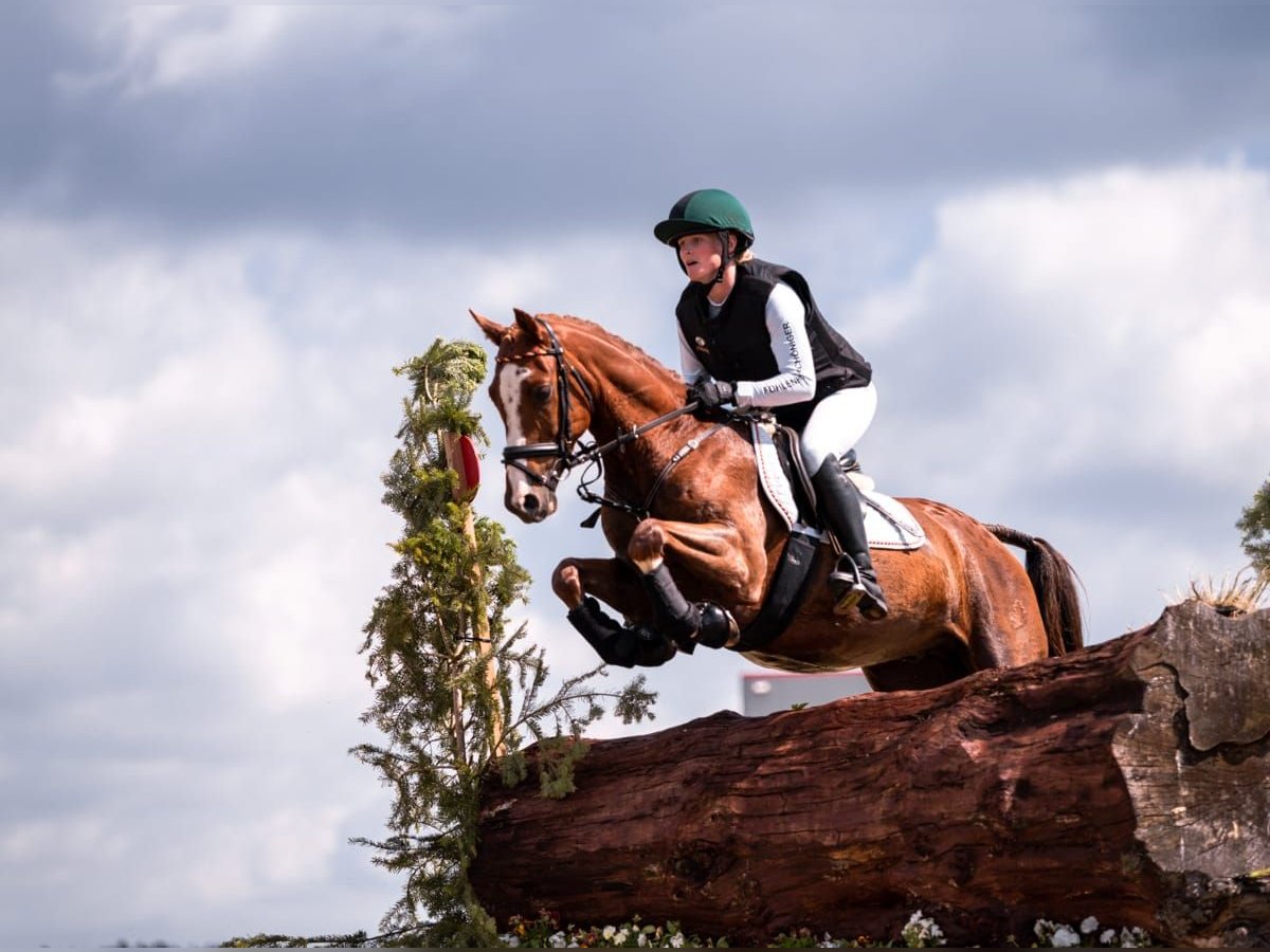 Deutsches Reitpony Wallach 7 Jahre 147 cm Fuchs in Lengenfeld