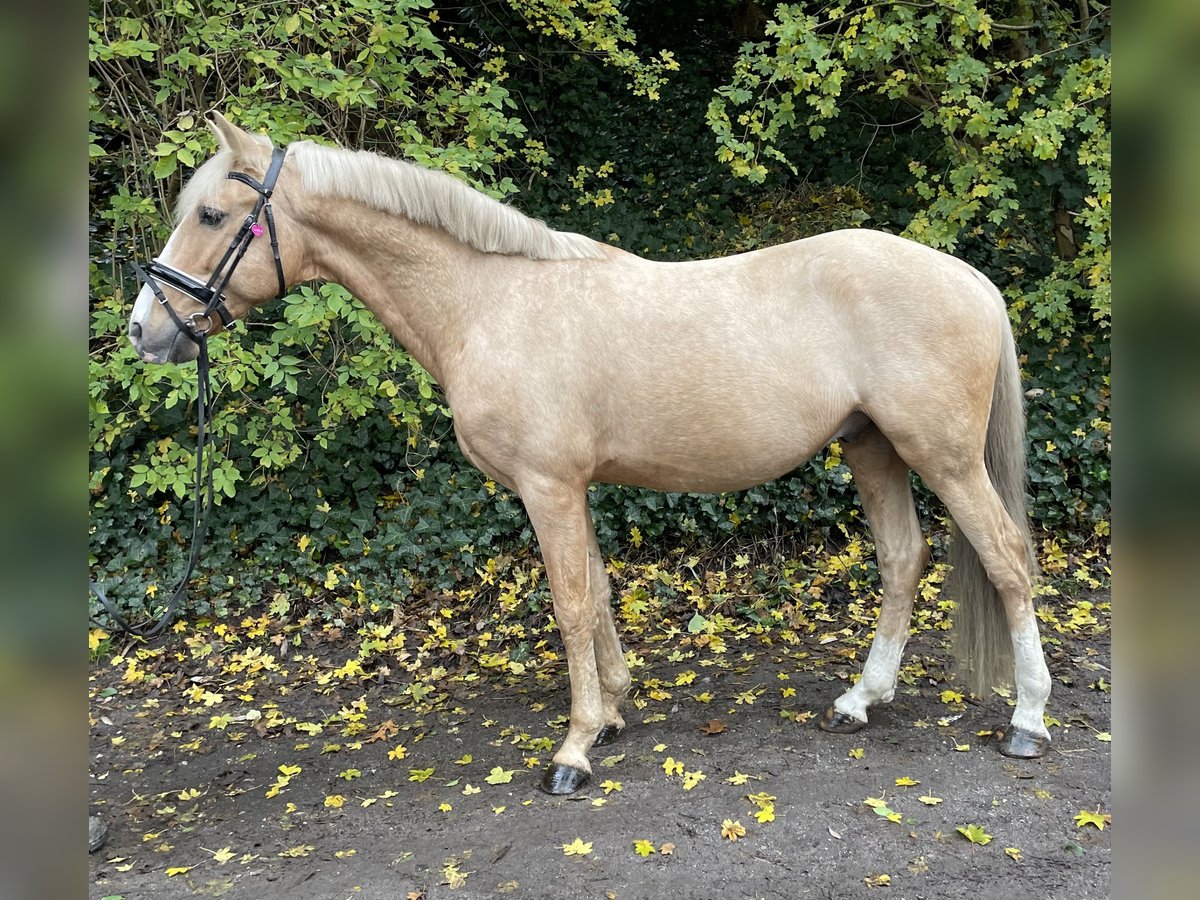 Deutsches Reitpony Wallach 7 Jahre 147 cm Palomino in Oberhausen