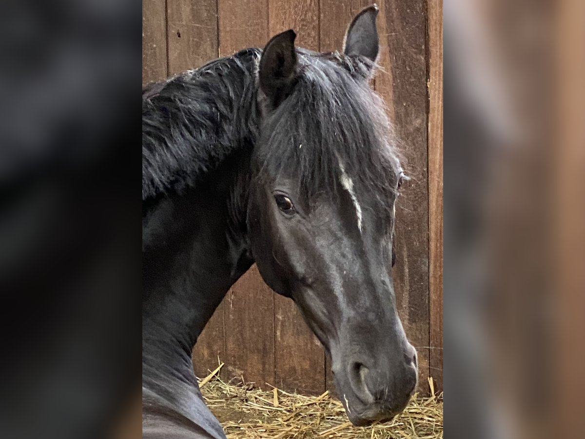 Deutsches Reitpony Wallach 7 Jahre 147 cm Rappe in Bad Urach