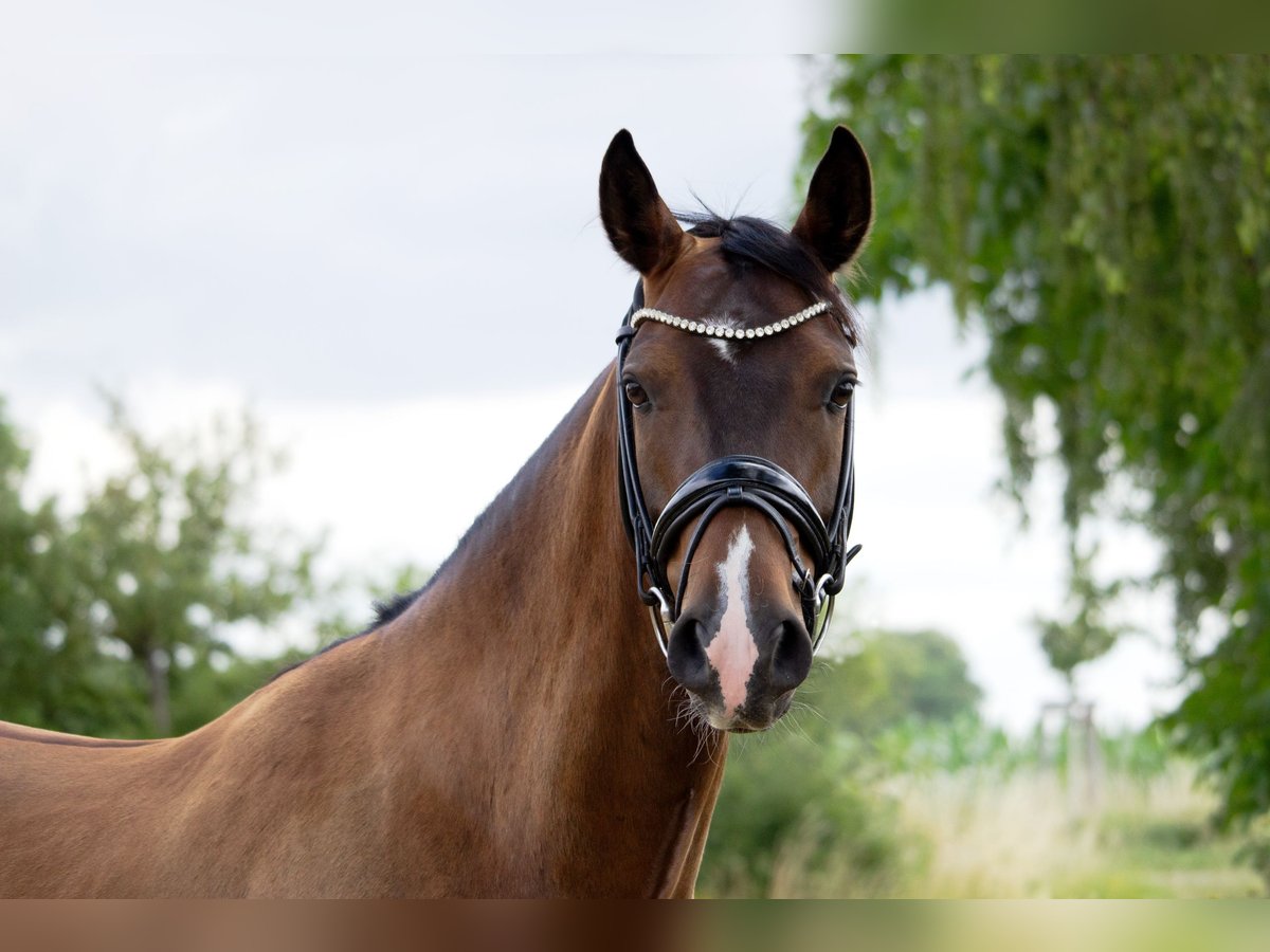 Deutsches Reitpony Wallach 7 Jahre 148 cm Brauner in Isernhagen