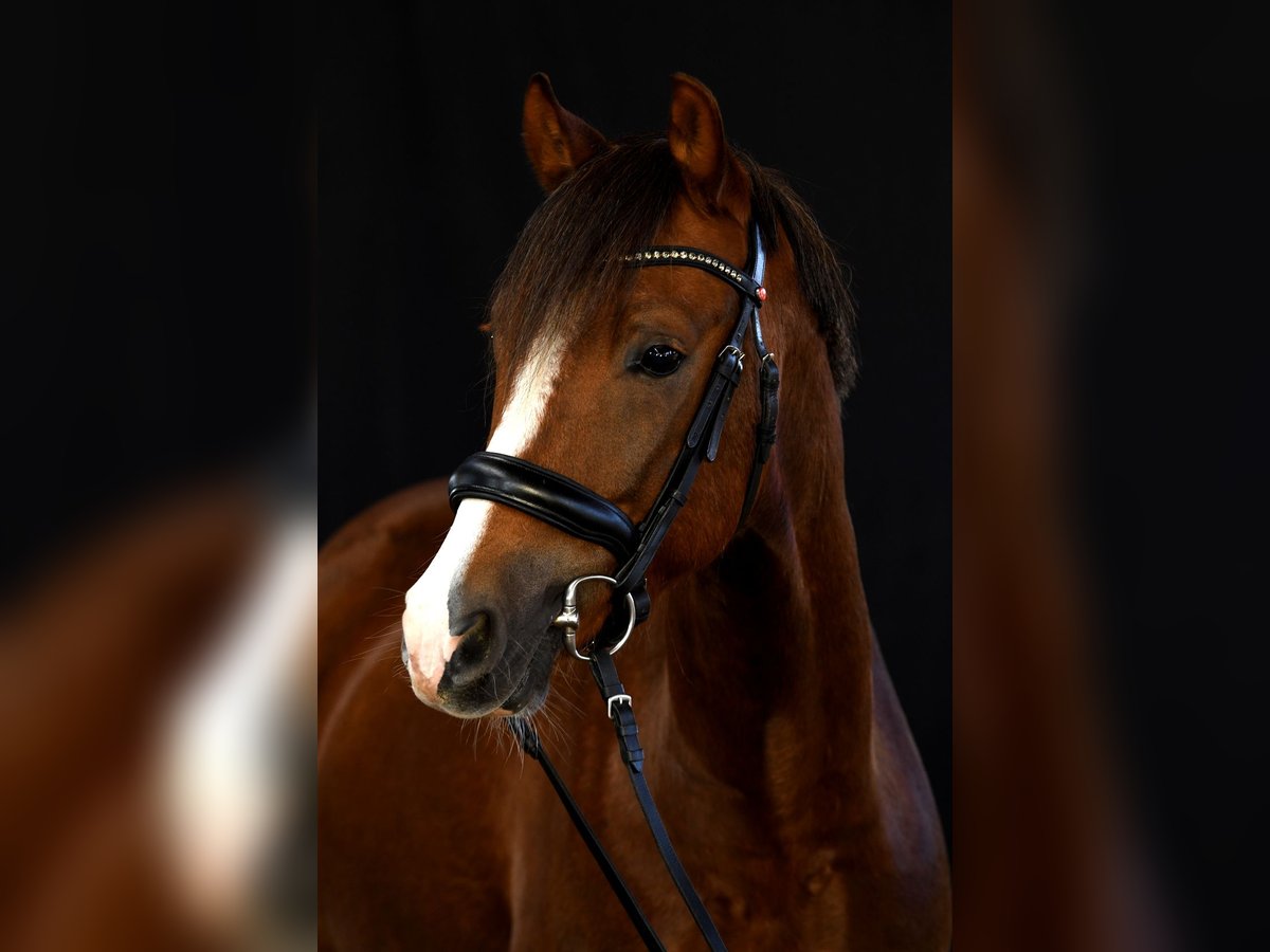 Deutsches Reitpony Wallach 7 Jahre 148 cm Dunkelfuchs in Pliening