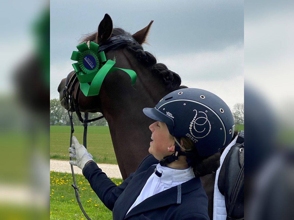 Deutsches Reitpony Wallach 7 Jahre 148 cm Dunkelfuchs in Fellbachh