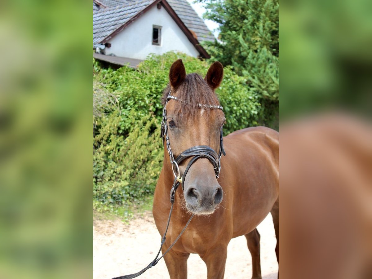 Deutsches Reitpony Wallach 7 Jahre 148 cm Dunkelfuchs in Sonnefeld