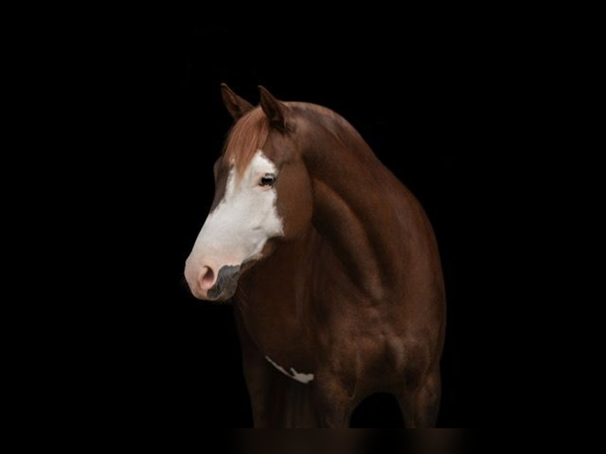 Deutsches Reitpony Wallach 7 Jahre 148 cm Dunkelfuchs in Offingen