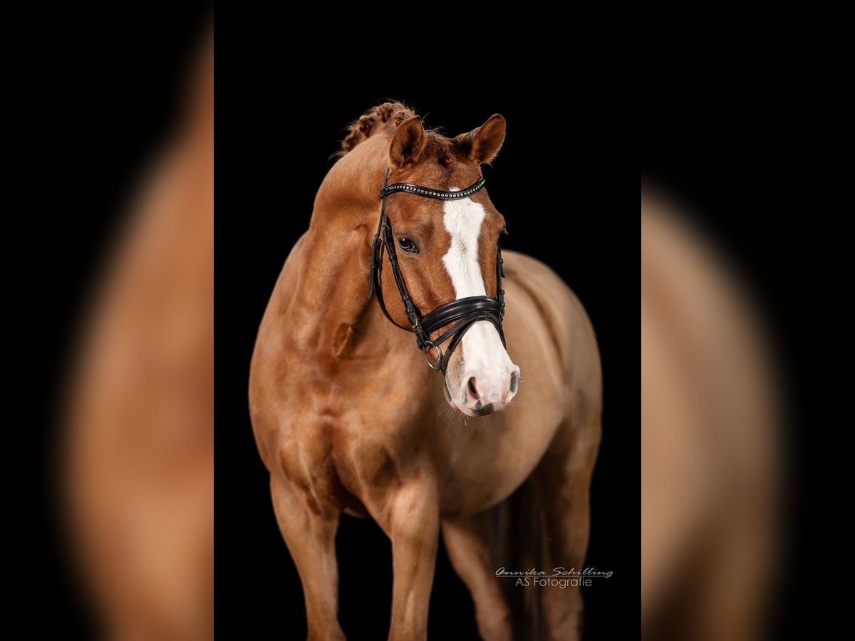 Deutsches Reitpony Wallach 7 Jahre 148 cm Fuchs in Herrenberg