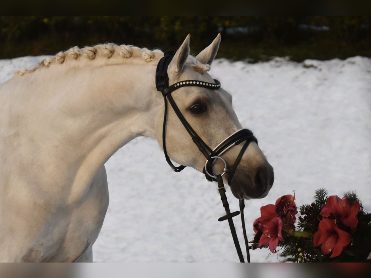 Deutsches Reitpony Wallach 7 Jahre 148 cm Palomino in Fürstenau