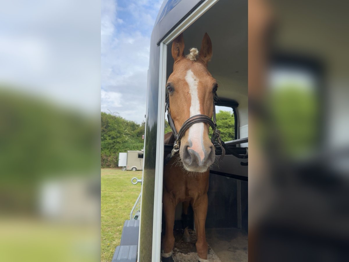 Deutsches Reitpony Wallach 7 Jahre 148 cm Palomino in Wunstorf