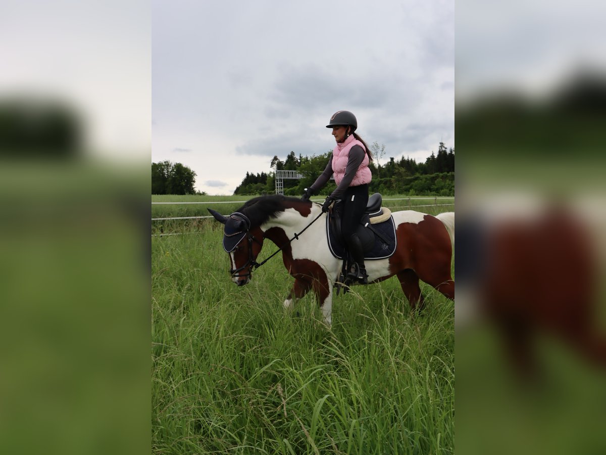 Deutsches Reitpony Wallach 7 Jahre 148 cm Schecke in Thundorf