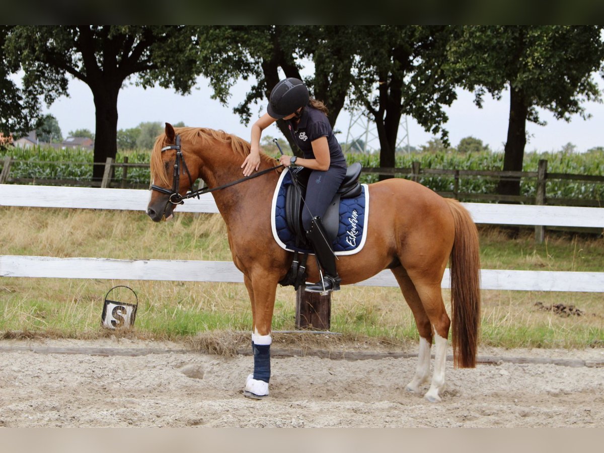 Deutsches Reitpony Wallach 7 Jahre 150 cm Fuchs in Schwalmtal