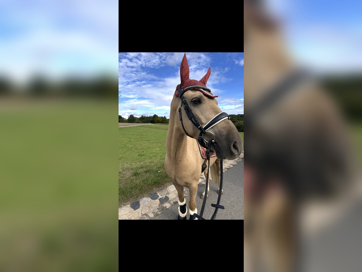 Deutsches Reitpony Wallach 7 Jahre 150 cm Palomino in Osterfeld