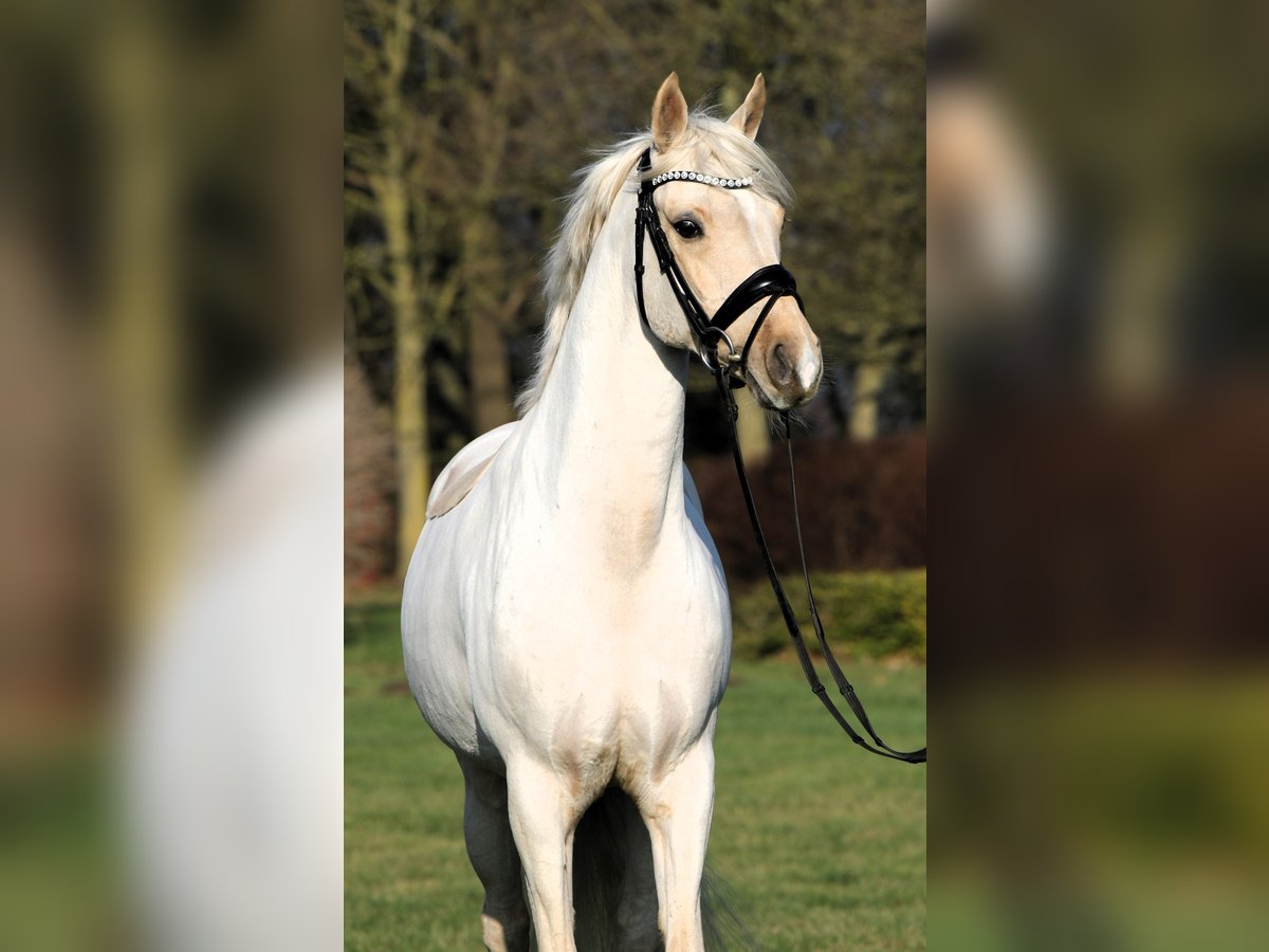 Deutsches Reitpony Wallach 7 Jahre 152 cm Palomino in Rehburg-Loccum Münchehagen