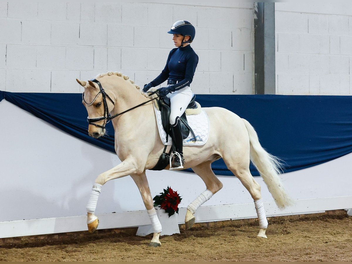 Deutsches Reitpony Wallach 7 Jahre 153 cm Palomino in Marsberg