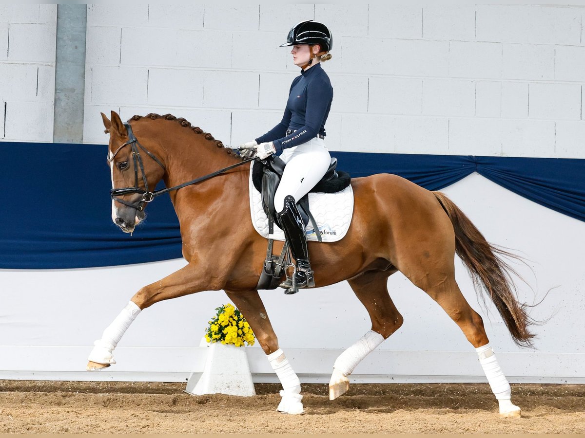 Deutsches Reitpony Wallach 7 Jahre 155 cm Fuchs in Marsberg