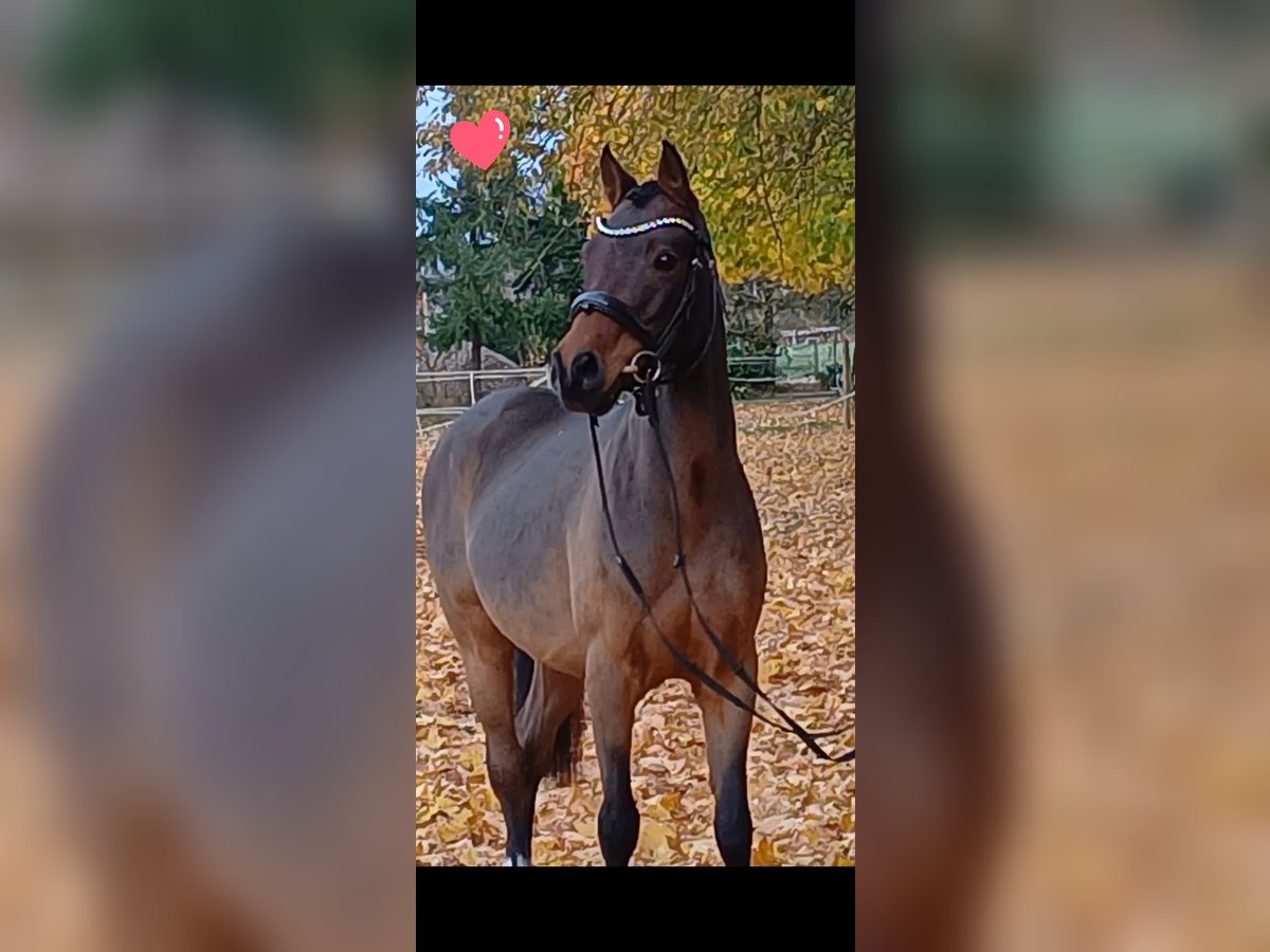 Deutsches Reitpony, Wallach in Ratingen