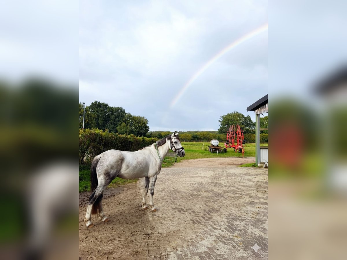 Deutsches Reitpony Wallach 8 Jahre 138 cm Apfelschimmel in Tornesch